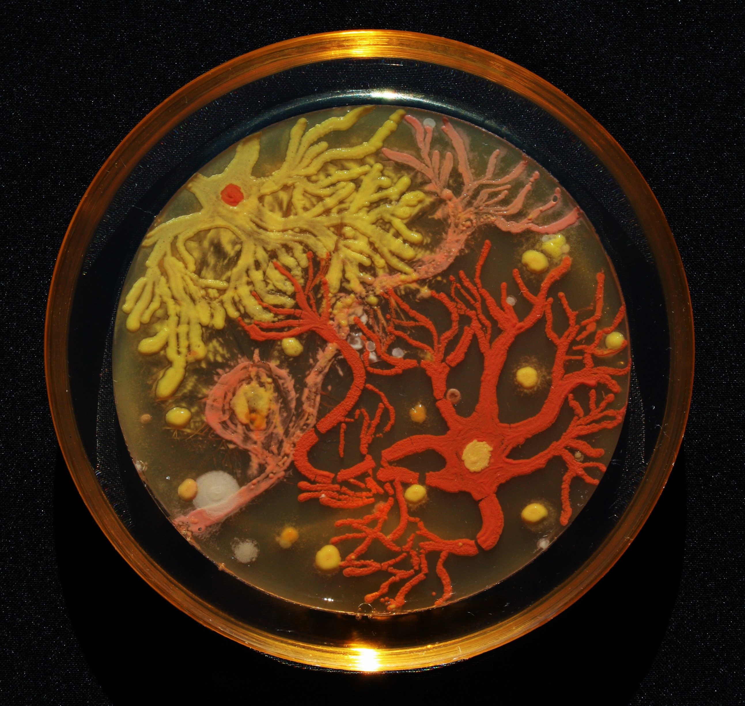 American Society for Microbiology 2015 Agar Art Contest The Shorty Awards